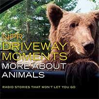 NPR Driveway Moments More About Animals